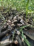  ( - HAY-F-002736)  @11 [ ] c (2023) Rudy Diaz Fungal Diversity Survey