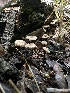  ( - HAY-F-002736)  @11 [ ] c (2023) Rudy Diaz Fungal Diversity Survey