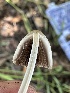  ( - HAY-F-002733)  @11 [ ] c (2023) Rudy Diaz Fungal Diversity Survey