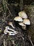  ( - HAY-F-002731)  @11 [ ] c (2023) Rudy Diaz Fungal Diversity Survey