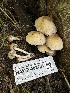  ( - HAY-F-002731)  @11 [ ] c (2023) Rudy Diaz Fungal Diversity Survey