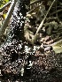  ( - HAY-F-002738)  @11 [ ] c (2023) Rudy Diaz Fungal Diversity Survey