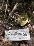  ( - HAY-F-002738)  @11 [ ] c (2023) Rudy Diaz Fungal Diversity Survey