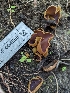  ( - HAY-F-004505)  @11 [ ] by-nc (2023) Stu Pickell Fungal Diversity Survey