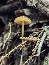 (Pluteus vellingae - HAY-F-004508)  @11 [ ] by-nc (2023) Stu Pickell Fungal Diversity Survey