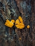  ( - HAY-F-004509)  @11 [ ] by-nc (2023) Stu Pickell Fungal Diversity Survey