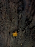  (Dacryopinax - HAY-F-004509)  @11 [ ] by-nc (2023) Stu Pickell Fungal Diversity Survey