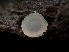  (Orbilia cunninghamii - HAY-F-004510)  @11 [ ] by-nc (2023) Stu Pickell Fungal Diversity Survey