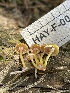  ( - HAY-F-004190)  @11 [ ] by-nc (2023) Jaren Hockert Fungal Diversity Survey