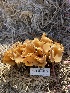  (Pezizaceae - HAY-F-004353)  @11 [ ] by-nc (2023) Jaren Hockert Fungal Diversity Survey