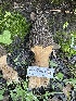  ( - HAY-F-001765)  @11 [ ] by-nc (2023) Bat Vardeh Fungal Diversity Survey