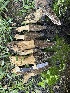  ( - HAY-F-001765)  @11 [ ] by-nc (2023) Bat Vardeh Fungal Diversity Survey