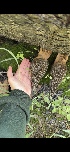  ( - HAY-F-001765)  @11 [ ] by-nc (2023) Bat Vardeh Fungal Diversity Survey