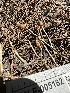  ( - HAY-F-005182)  @11 [ ] c (2023) Rudy Diaz Fungal Diversity Survey