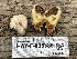  (Pholiota nubigena - HAY-F-005386)  @11 [ ] by-nc (2023) Damon Tighe Fungal Diversity Survey