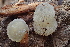  ( - HAY-F-005392)  @11 [ ] by-nc (2023) Damon Tighe Fungal Diversity Survey