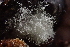  ( - HAY-F-005372)  @11 [ ] by-nc (2023) Damon Tighe Fungal Diversity Survey