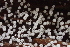  ( - HAY-F-005373)  @11 [ ] by-nc (2023) Damon Tighe Fungal Diversity Survey