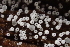  ( - HAY-F-005373)  @11 [ ] by-nc (2023) Damon Tighe Fungal Diversity Survey