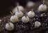  (Melanosporales - HAY-F-005374)  @11 [ ] by-nc (2023) Damon Tighe Fungal Diversity Survey