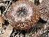  ( - HAY-F-005375)  @11 [ ] by-nc (2023) Damon Tighe Fungal Diversity Survey