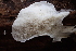  (Spongiporus - HAY-F-005382)  @11 [ ] by-nc (2023) Damon Tighe Fungal Diversity Survey