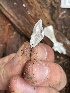  ( - HAY-F-005382)  @11 [ ] by-nc (2023) Damon Tighe Fungal Diversity Survey