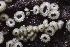  ( - HAY-F-005384)  @11 [ ] by-nc (2023) Damon Tighe Fungal Diversity Survey