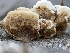  ( - HAY-F-004504)  @11 [ ] by-nc (2023) Stu Pickell Fungal Diversity Survey