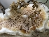  ( - HAY-F-004504)  @11 [ ] by-nc (2023) Stu Pickell Fungal Diversity Survey