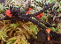  ( - HAY-F-000432)  @11 [ ] cc-by-nc (2023) Damon Tighe FunDiS