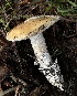  (Amanita velosa - HAY-F-005192)  @11 [ ] c (2023) Rudy Diaz Fungal Diversity Survey