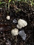  ( - HAY-F-005209)  @11 [ ] c (2023) Rudy Diaz Fungal Diversity Survey