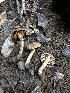  ( - HAY-F-005237)  @11 [ ] c (2023) Rudy Diaz Fungal Diversity Survey