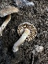  ( - HAY-F-005237)  @11 [ ] c (2023) Rudy Diaz Fungal Diversity Survey