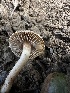  (Inocybe sp. CA09 - HAY-F-005237)  @11 [ ] c (2023) Rudy Diaz Fungal Diversity Survey