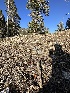  ( - HAY-F-001359)  @11 [ ] by-nc (2023) Aaron Tupac Fungal Diversity Survey