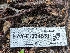  ( - HAY-F-004531)  @11 [ ] by-nc (2023) Stu Pickell Fungal Diversity Survey