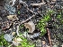  (Helvella sp. CA16 - HAY-F-004538)  @11 [ ] by-nc (2023) Stu Pickell Fungal Diversity Survey