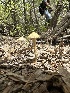  ( - HAY-F-005211)  @11 [ ] c (2023) Rudy Diaz Fungal Diversity Survey