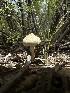  ( - HAY-F-005211)  @11 [ ] c (2023) Rudy Diaz Fungal Diversity Survey