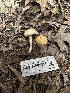  ( - HAY-F-005211)  @11 [ ] c (2023) Rudy Diaz Fungal Diversity Survey