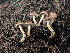  (Pholiota molesta - HAY-F-003625)  @11 [ ] by-nc (2023) Sadie Hickey Fungal Diversity Survey