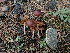  ( - HAY-F-003632)  @11 [ ] by-nc (2023) Sadie Hickey Fungal Diversity Survey
