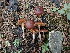  ( - HAY-F-003632)  @11 [ ] by-nc (2023) Sadie Hickey Fungal Diversity Survey