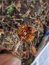  ( - HAY-F-003632)  @11 [ ] by-nc (2023) Sadie Hickey Fungal Diversity Survey