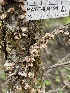  ( - HAY-F-004194)  @11 [ ] by-nc (2023) Jaren Hockert Fungal Diversity Survey