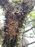  ( - HAY-F-004194)  @11 [ ] by-nc (2023) Jaren Hockert Fungal Diversity Survey