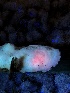  ( - HAY-F-004986)  @11 [ ] by-nc (2023) Dean Lyons Fungal Diversity Survey