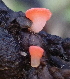  ( - HAY-F-000432)  @11 [ ] cc-by-nc (2023) Damon Tighe FunDiS
